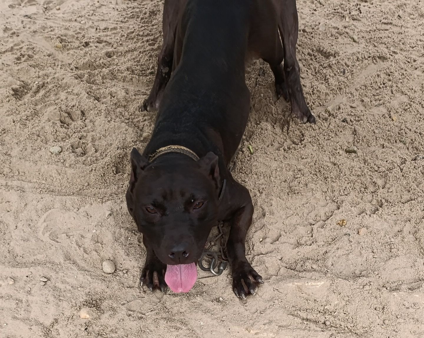 Photo of the dog