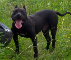 Photo of the dog