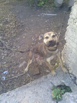 Photo of the dog