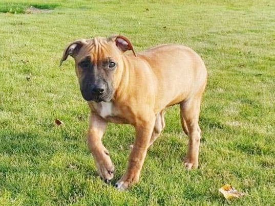 Photo of the dog