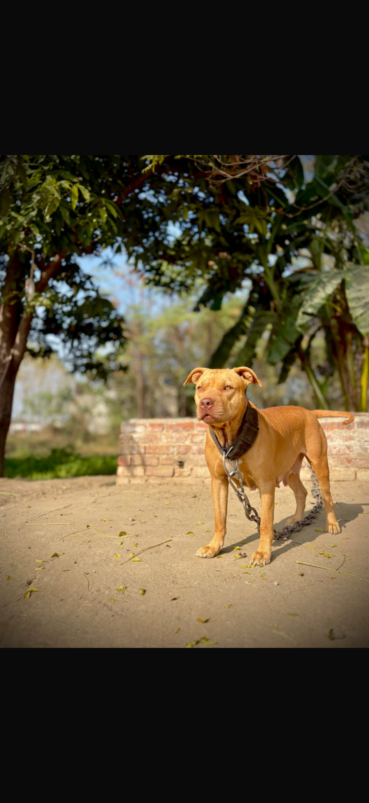 Photo of the dog