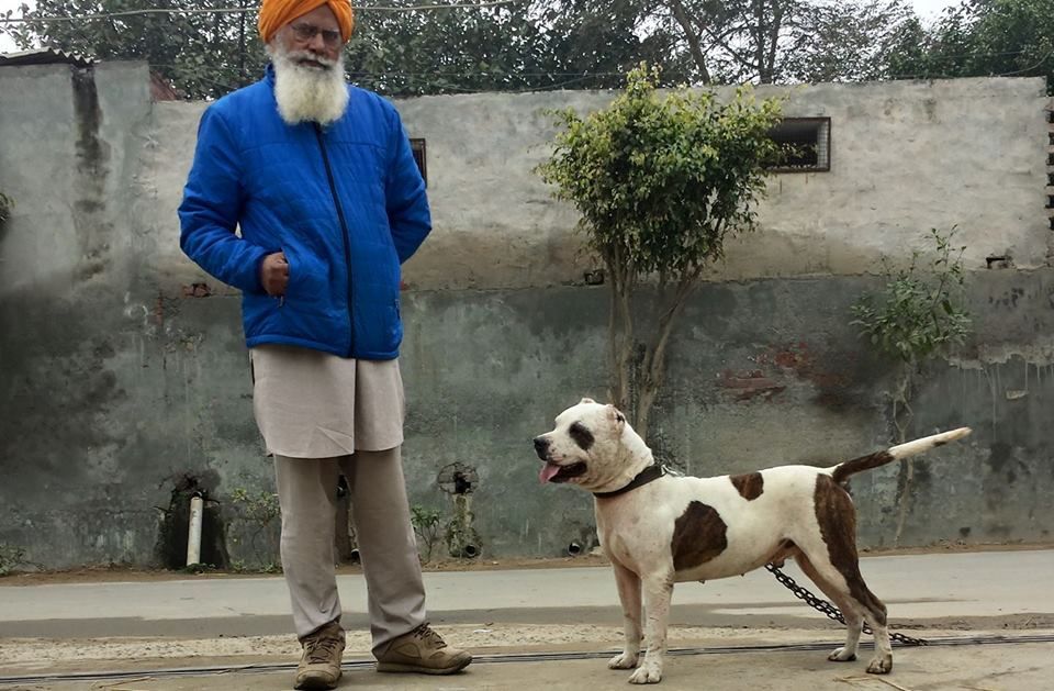 Photo of the dog