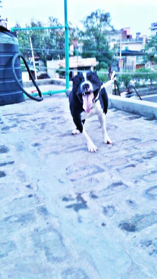 Photo of the dog