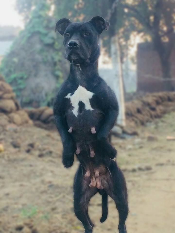 Photo of the dog
