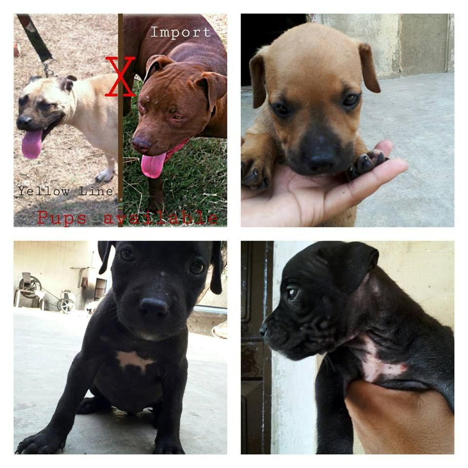 Photo of the dog