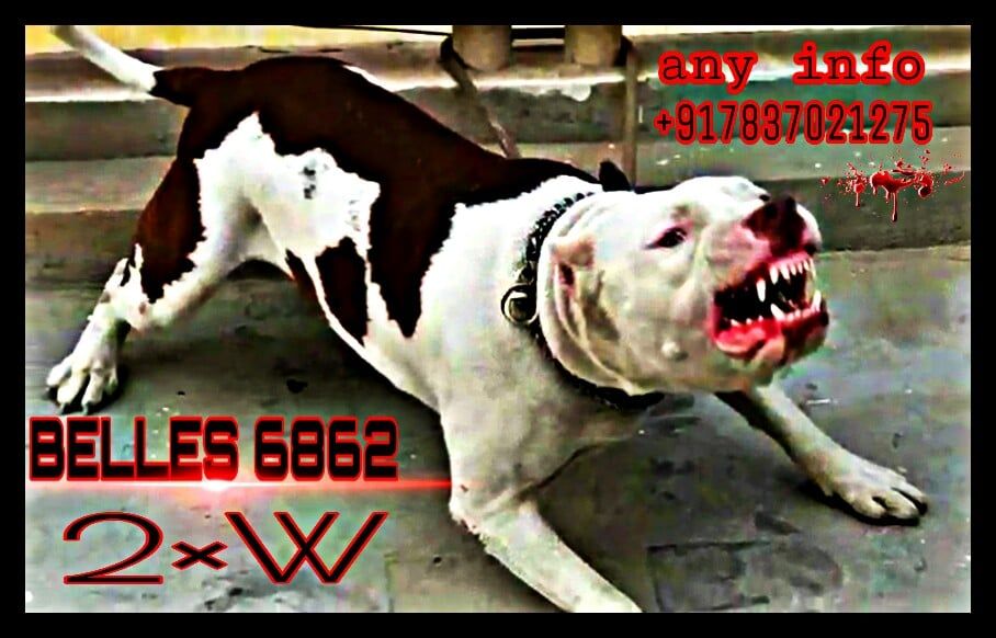 Photo of the dog
