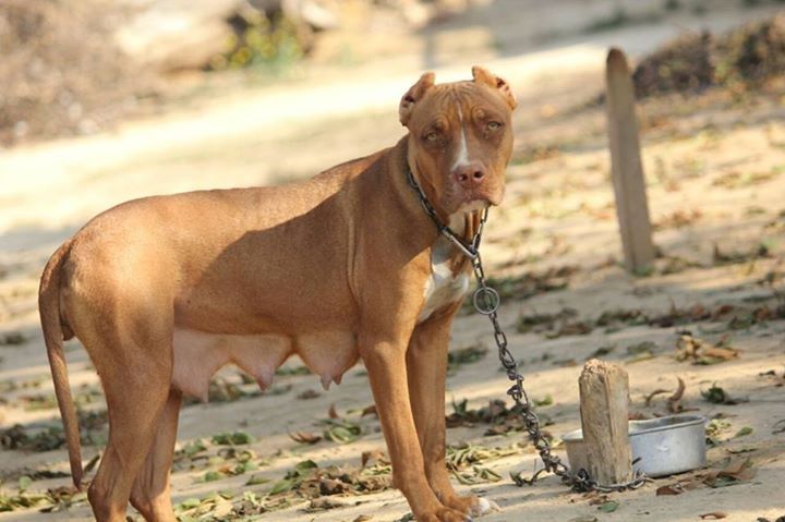 Photo of the dog