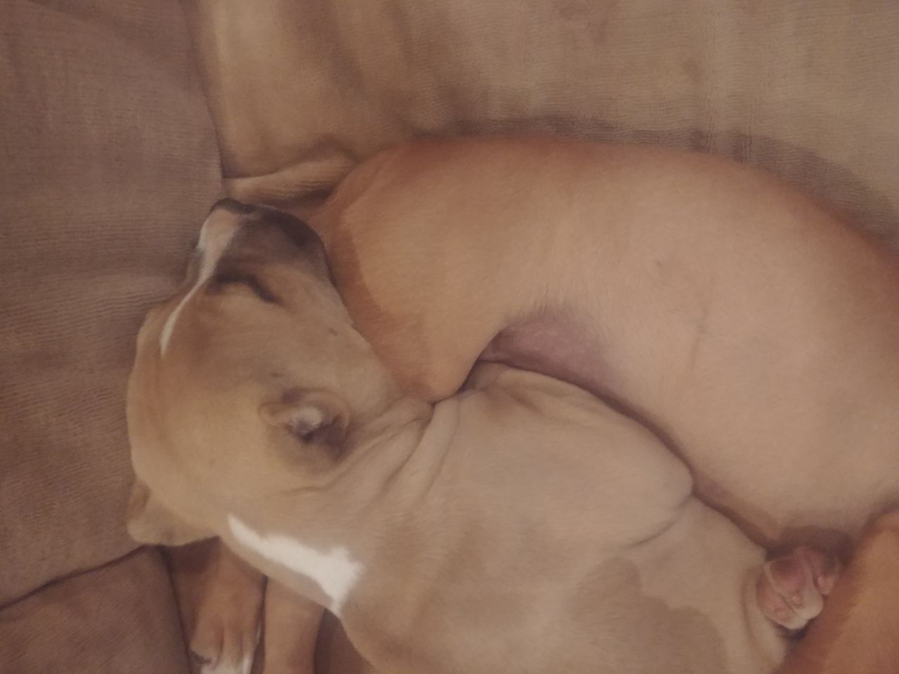 Photo of the dog