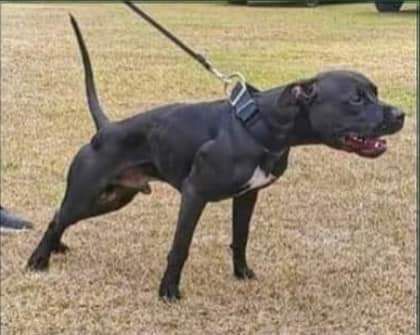 Photo of the dog