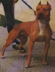 Photo of the dog