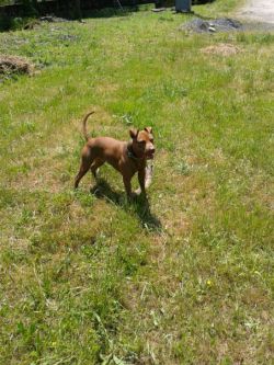 Photo of the dog