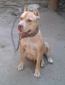 Photo of the dog