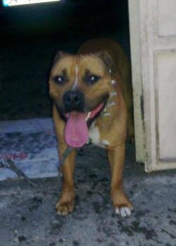 Photo of the dog