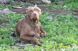 Photo of the dog