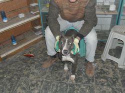 Photo of the dog