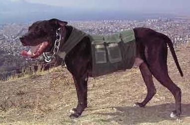 Photo of the dog