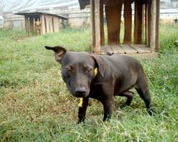 Photo of the dog