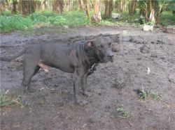 Photo of the dog