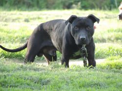 Photo of the dog