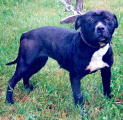 Photo of the dog