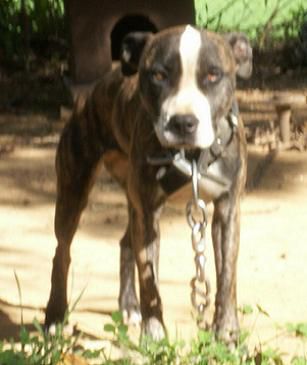 Photo of the dog