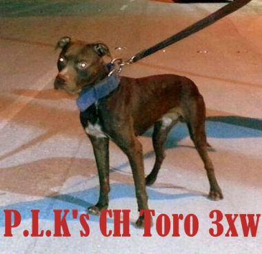 Photo of the dog