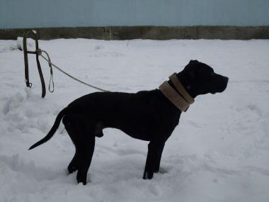 Photo of the dog