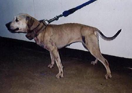 Photo of the dog