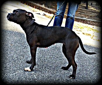 Photo of the dog