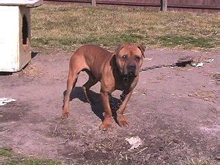 Photo of the dog
