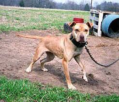Photo of the dog