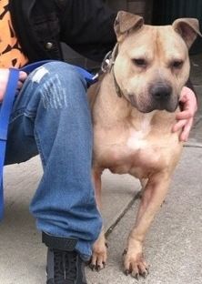 Photo of the dog