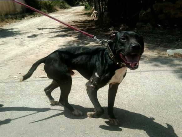 Photo of the dog