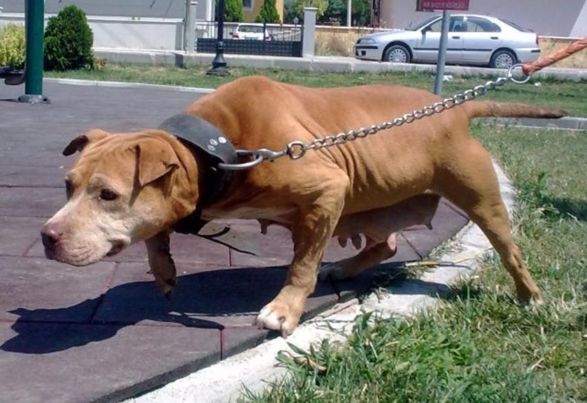 Photo of the dog