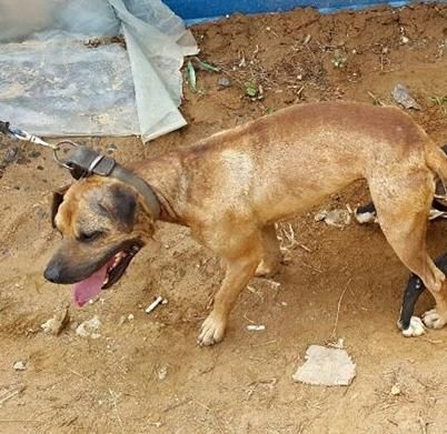 Photo of the dog