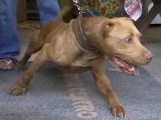 Photo of the dog