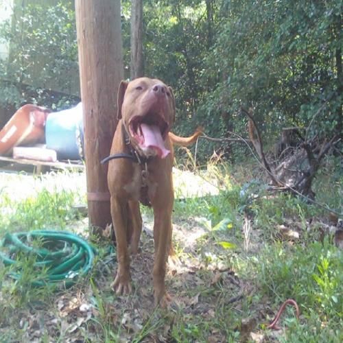 Photo of the dog