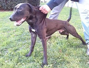 Photo of the dog