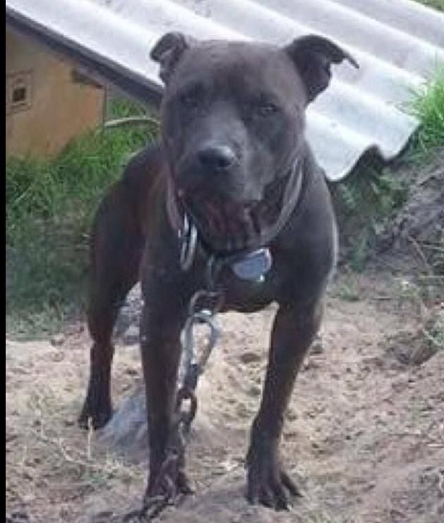 Photo of the dog