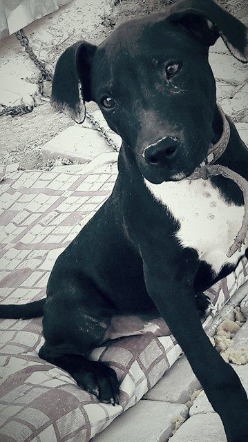 Photo of the dog