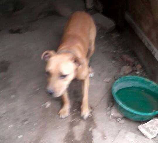 Photo of the dog