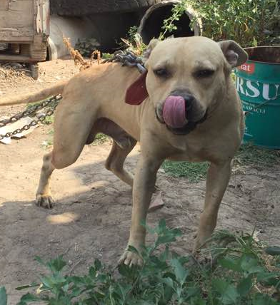 Photo of the dog