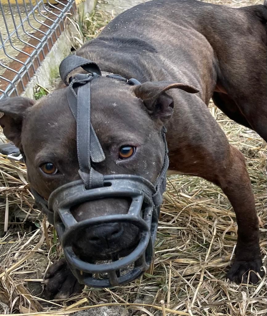 Photo of the dog