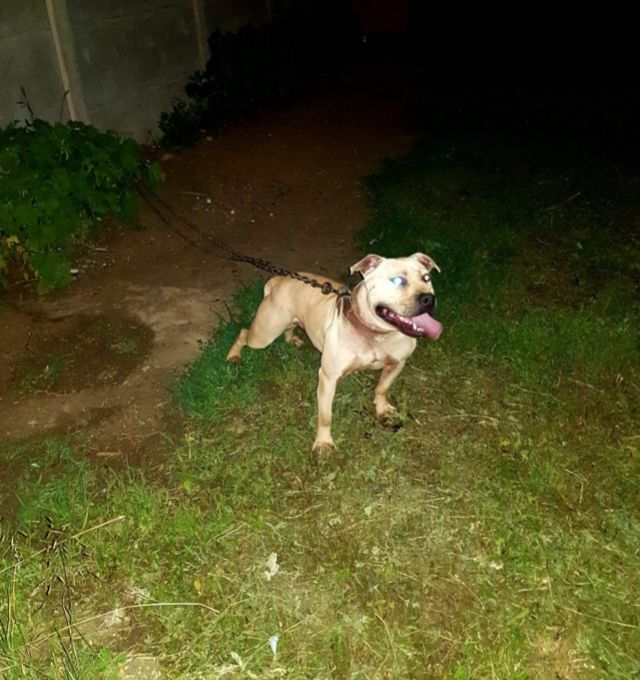 Photo of the dog