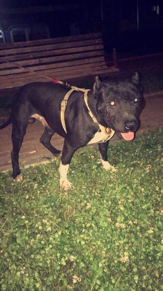 Photo of the dog