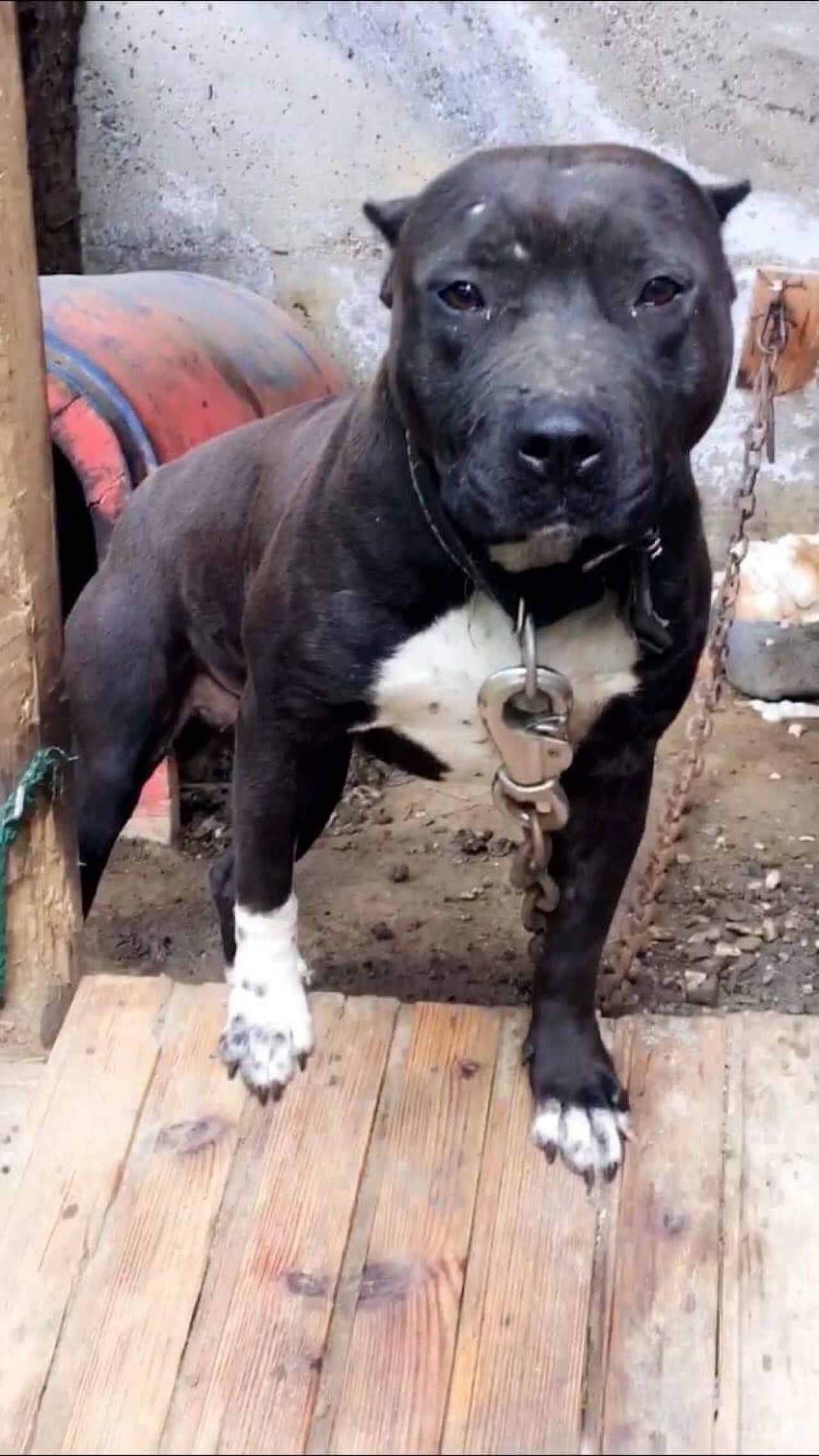 Photo of the dog