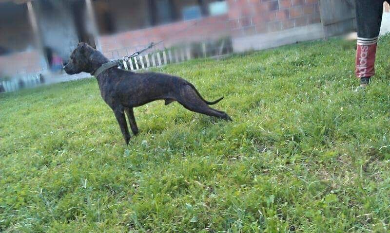 Photo of the dog