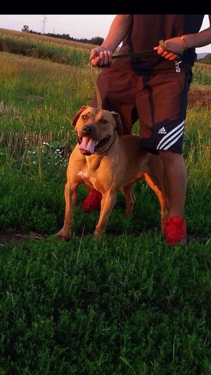 Photo of the dog