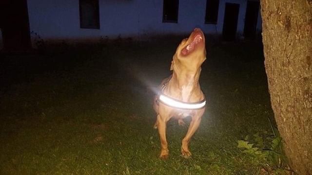 Photo of the dog