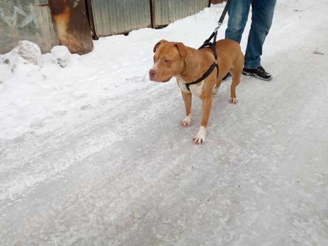 Photo of the dog